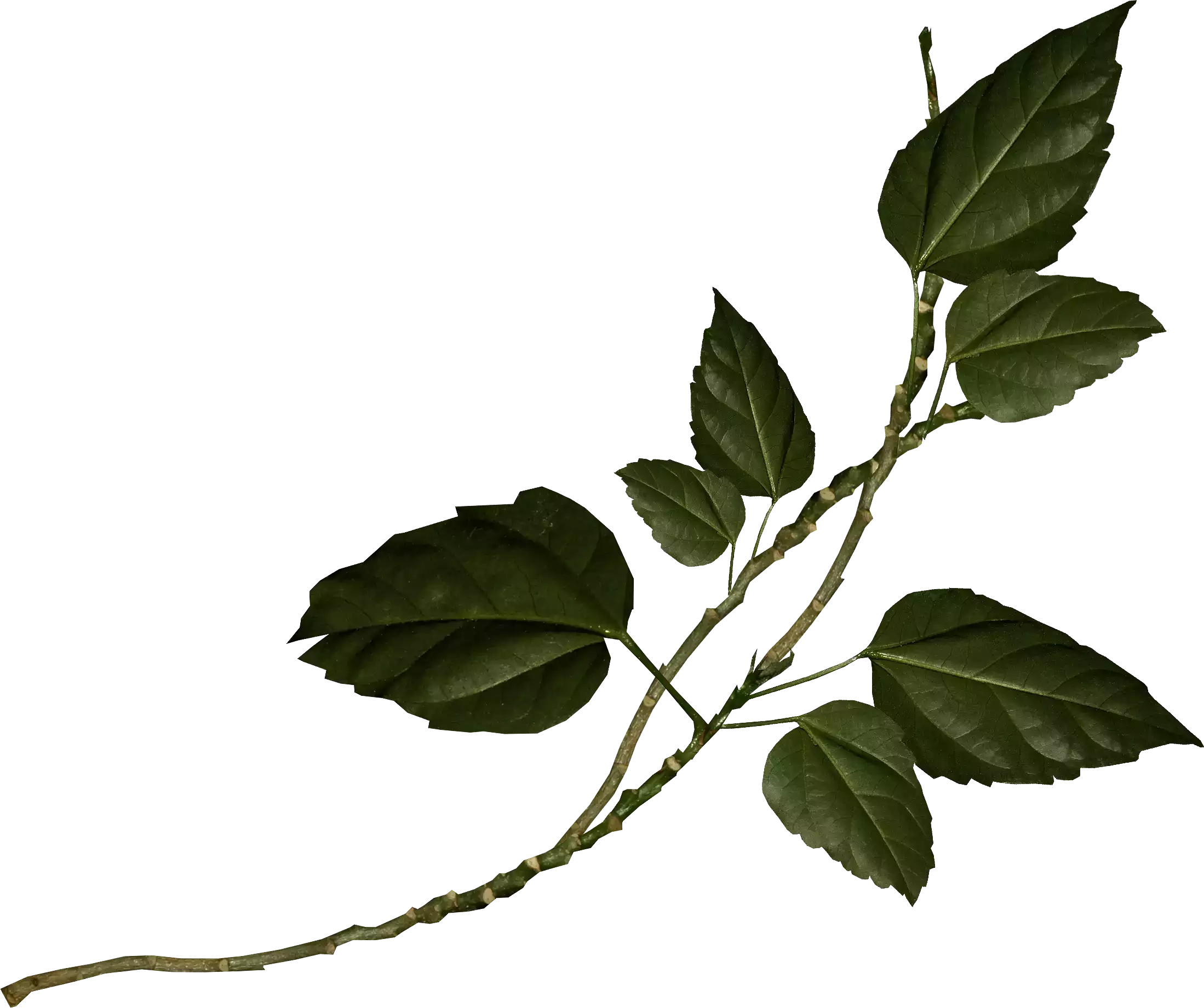 decorative leaf dark green